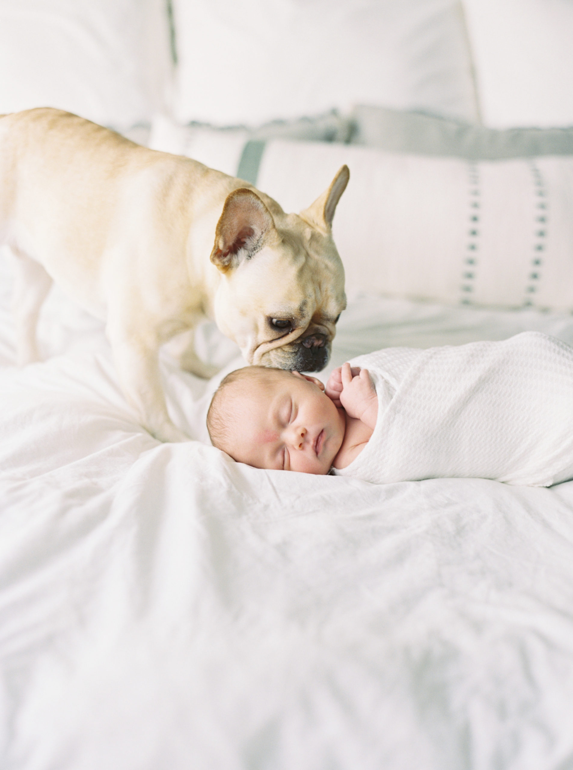 Family dog cuddling baby in a beautiful, bright bedroom